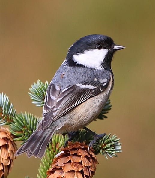 Svartmes (Periparus ater) — foto