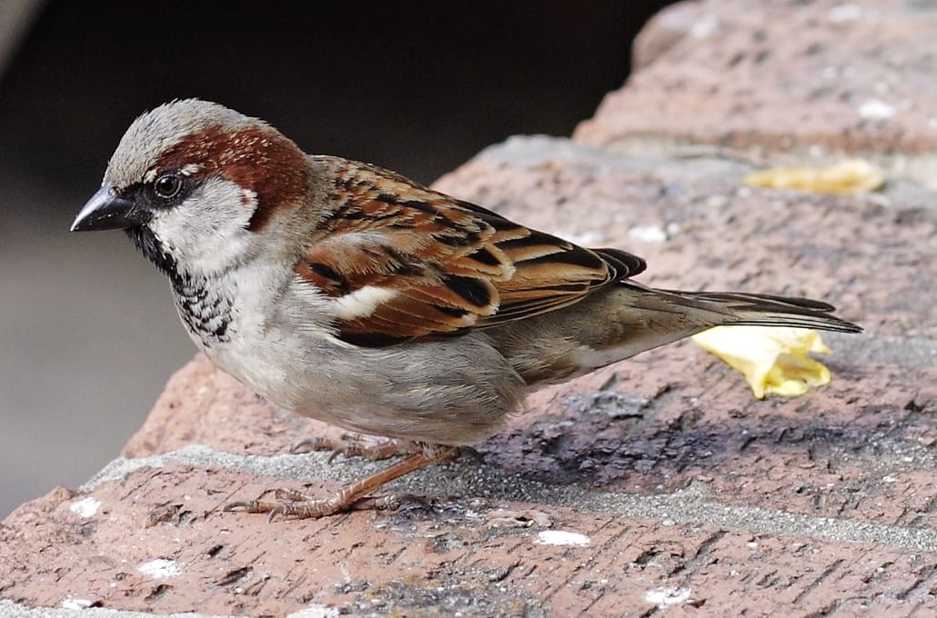 Gråsparv (Passer domesticus) — foto