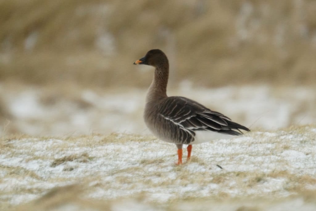 Tundrasädgås (Anser serrirostris) — foto