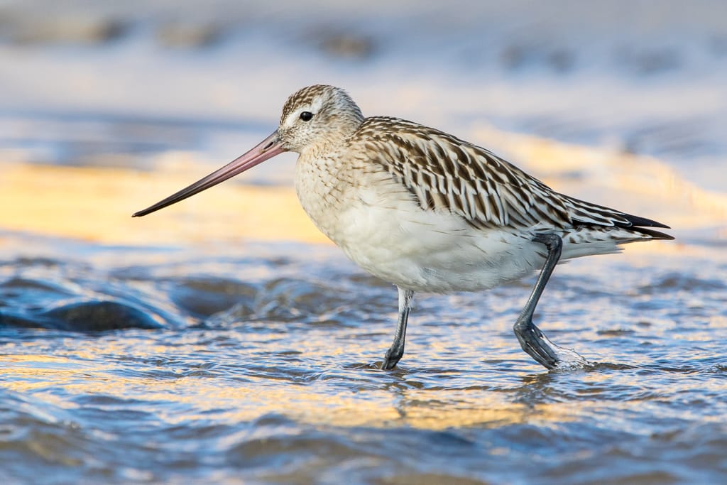 Myrspov (Limosa lapponica) — foto