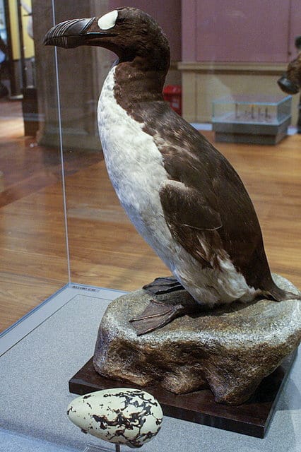 Garfågel (Pinguinus impennis) — foto