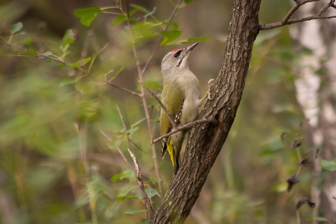 Gråspett (Picus canus) — foto