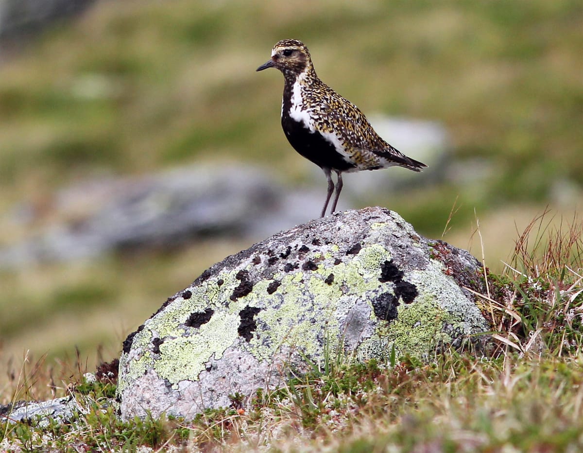 Ljungpipare (Pluvialis apricaria) — foto