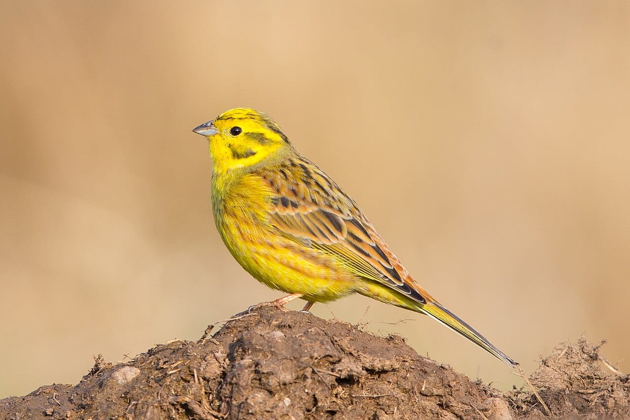 Gulsparv (Emberiza citrinella) — foto