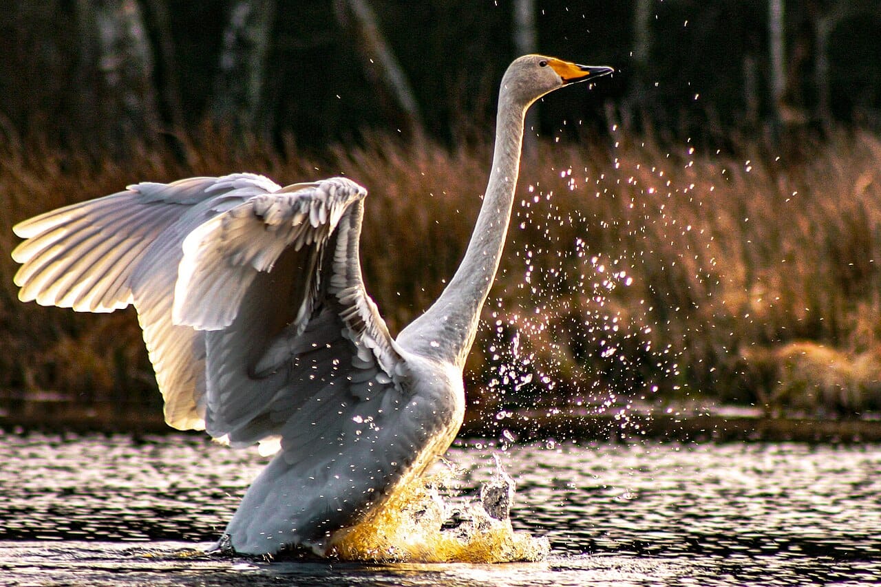 Sångsvan (Cygnus cygnus) — foto