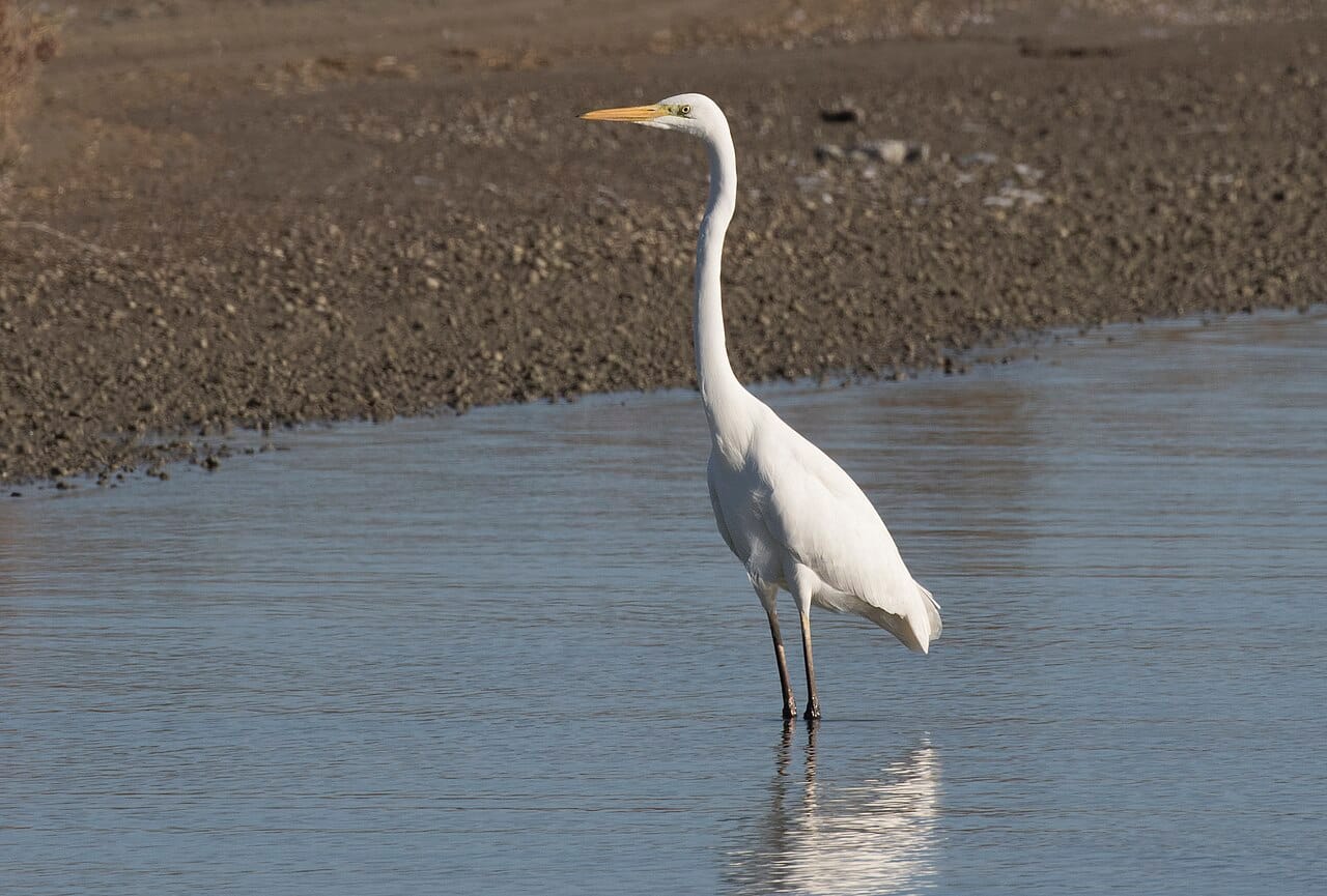 Ägretthäger (Ardea alba) — foto