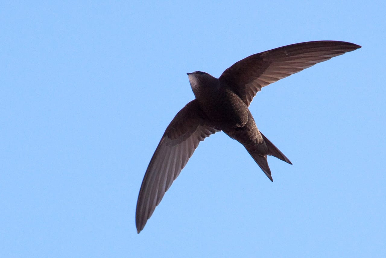Tornseglare (Apus apus) — foto