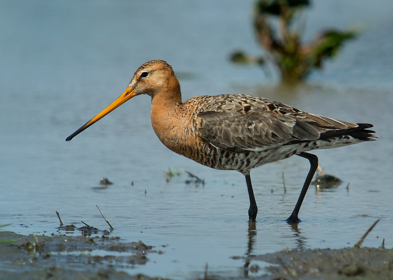 Rödspov (Limosa limosa) — foto