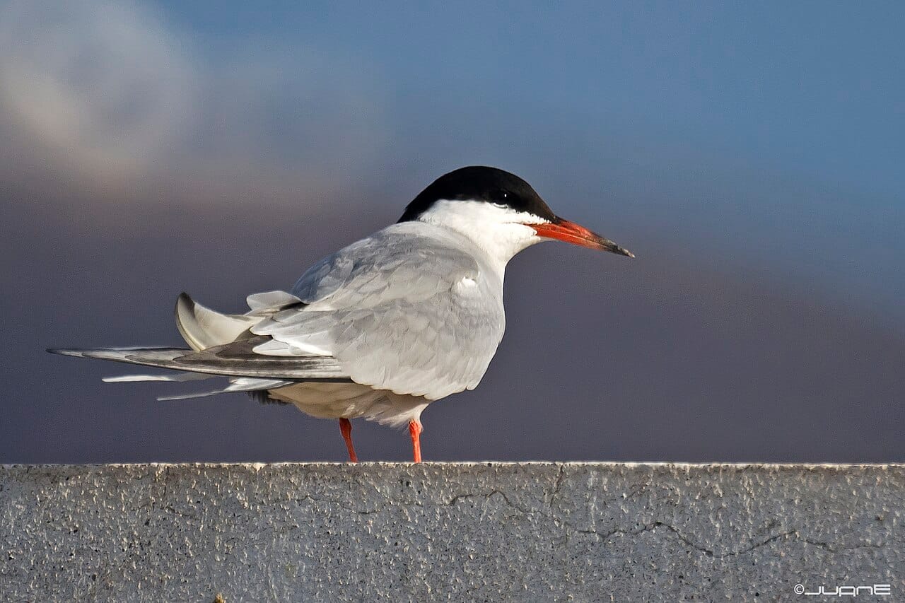 Fisktärna (Sterna hirundo) — foto
