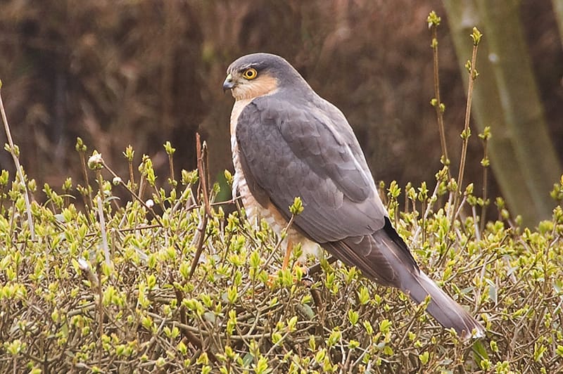 Sparvhök (Accipiter nisus) — foto