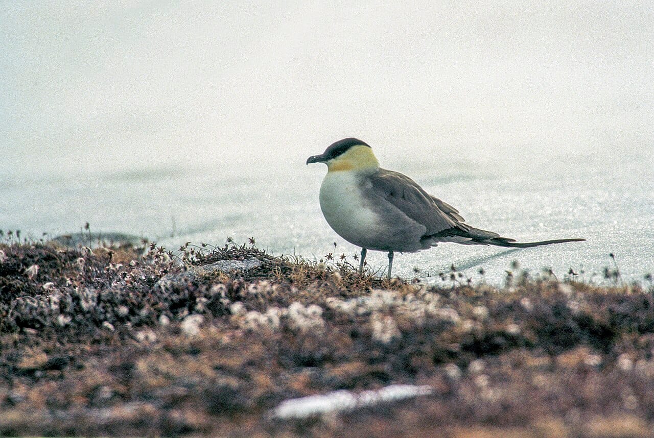 Fjällabb (Stercorarius longicaudus) — foto