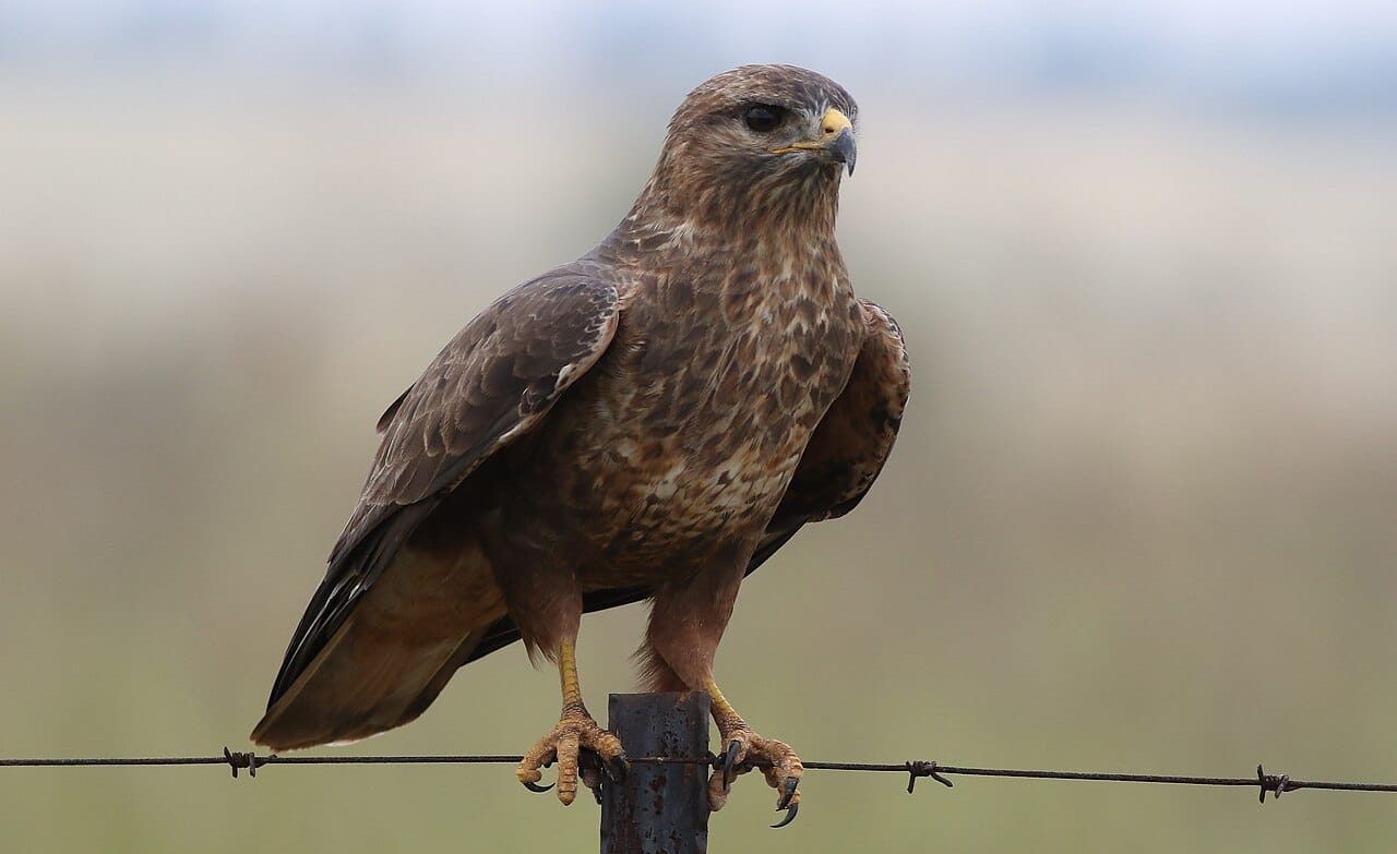Ormvråk (Buteo buteo) — foto
