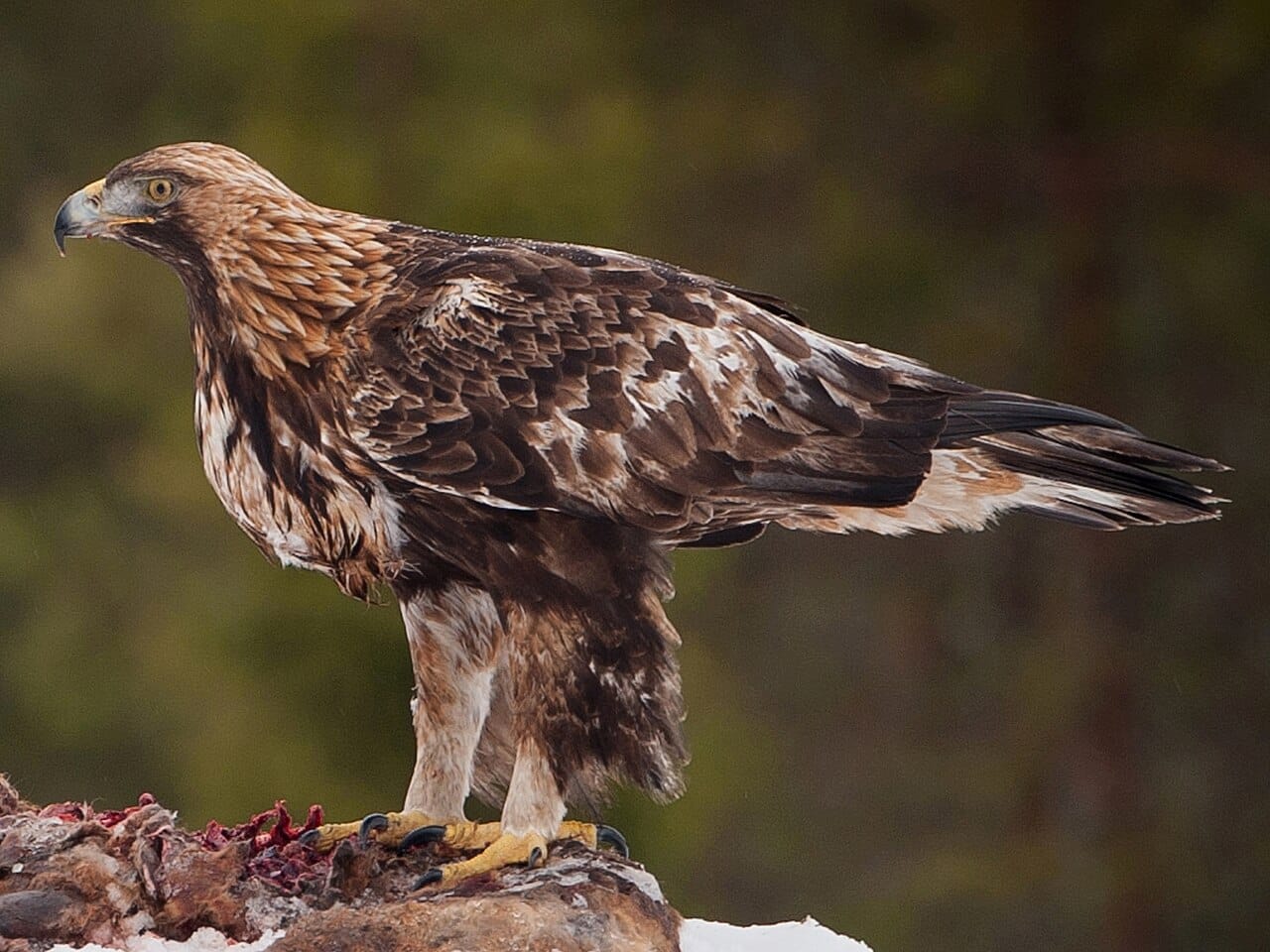 Kungsörn (Aquila chrysaetos) — foto