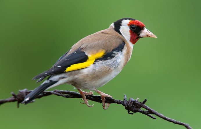 Steglits (Carduelis carduelis) — foto
