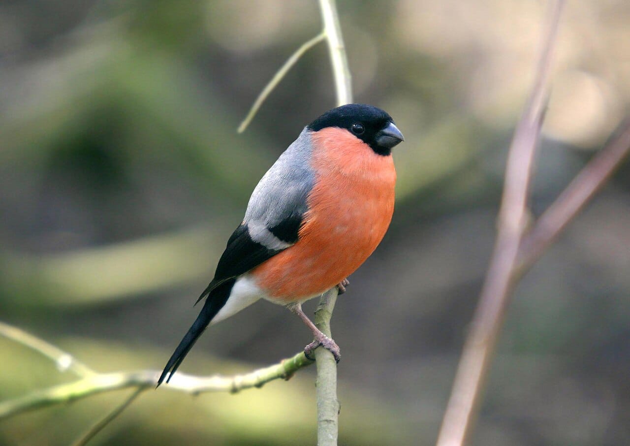 Domherre (Pyrrhula pyrrhula) — foto