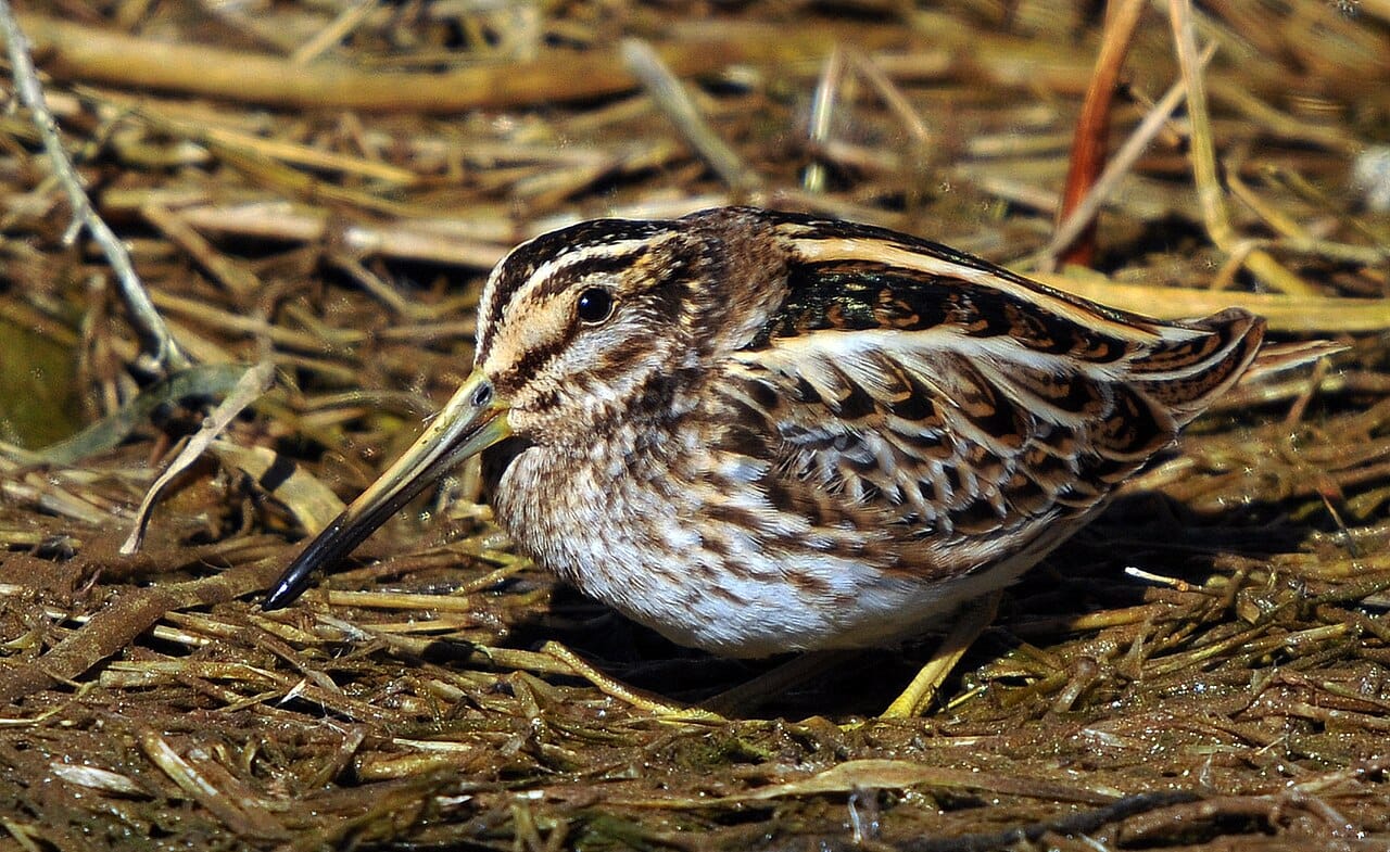 Dvärgbeckasin (Lymnocryptes minimus) — foto