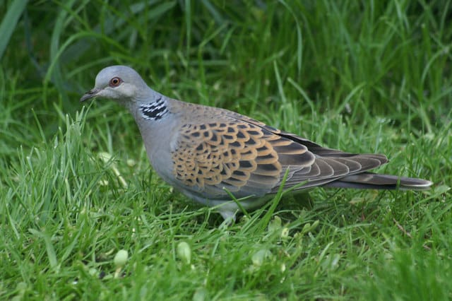 Turturduva (Streptopelia turtur) — foto