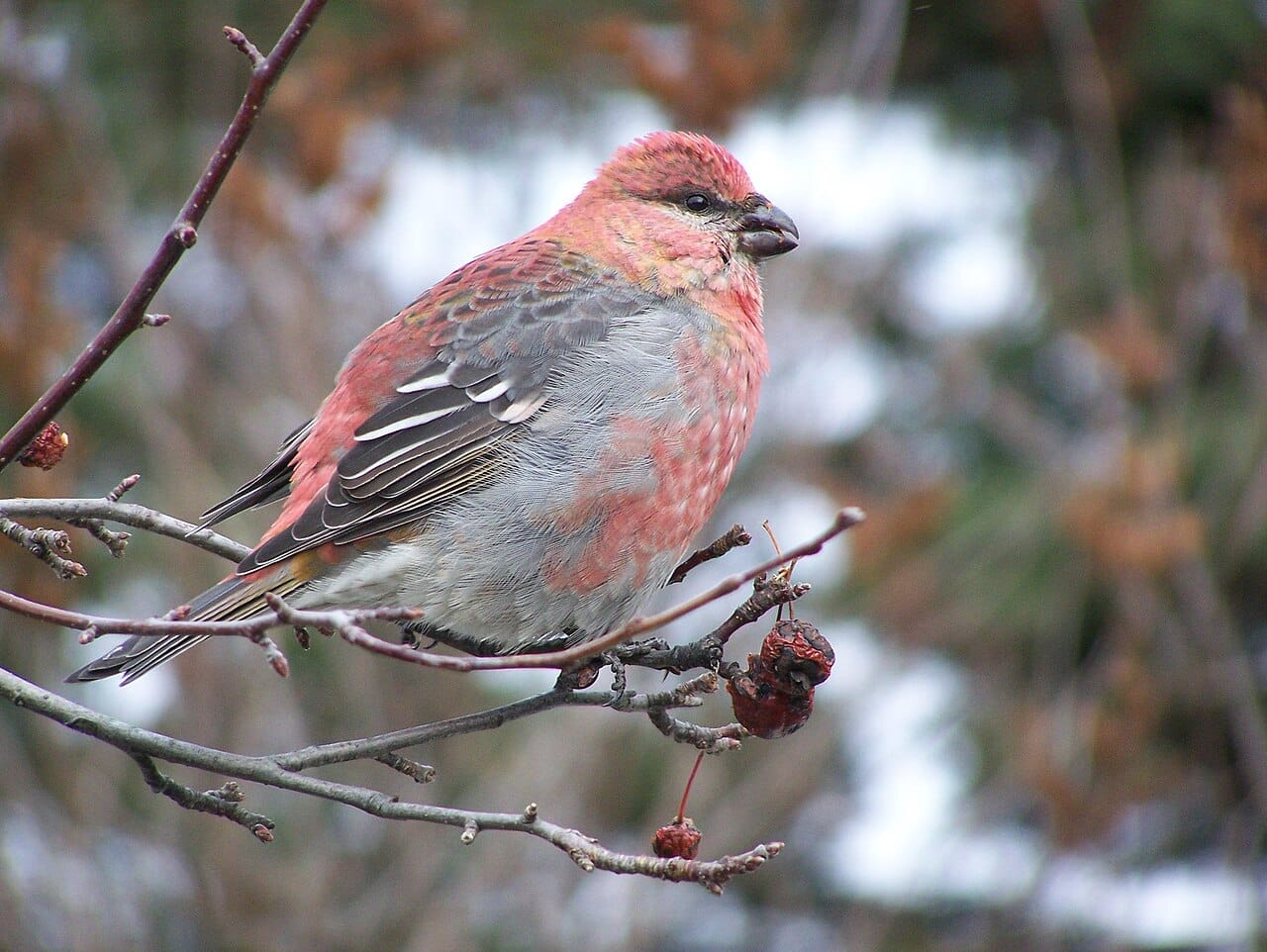 Tallbit (Pinicola enucleator) — foto