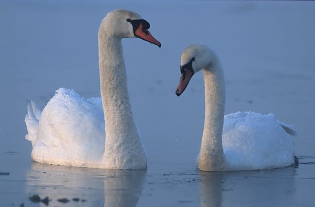 Knölsvan (Cygnus olor) — foto