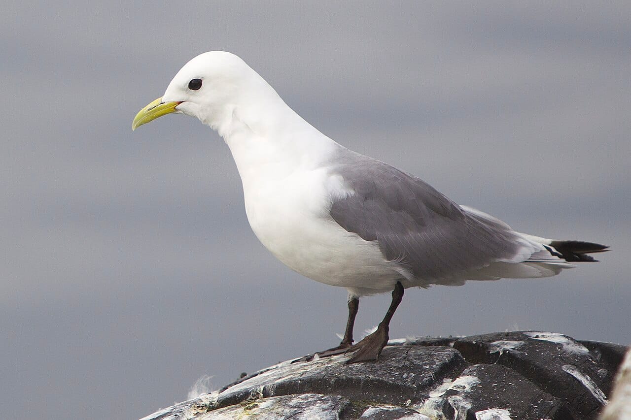 Tretåig mås (Rissa tridactyla) — foto