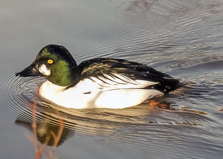 Knipa (Bucephala clangula) — foto