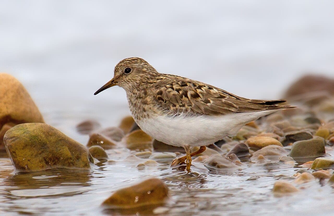 Mosnäppa (Calidris temminckii) — foto