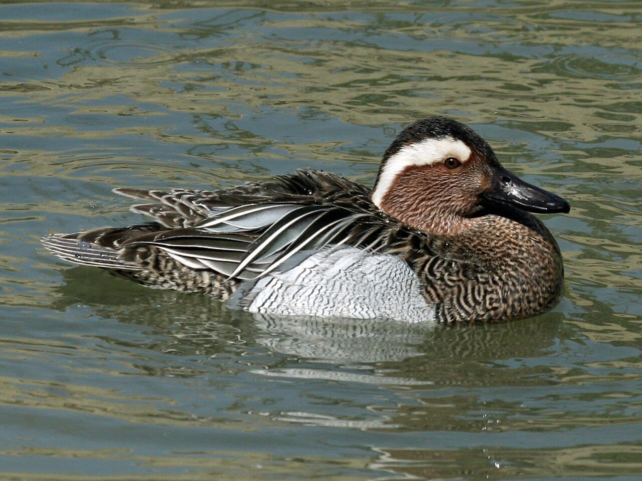 Årta (Spatula querquedula) — foto