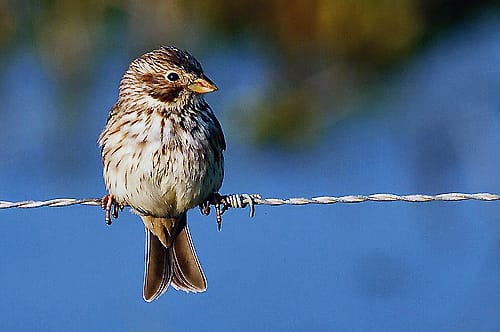 Kornsparv (Emberiza calandra) — foto