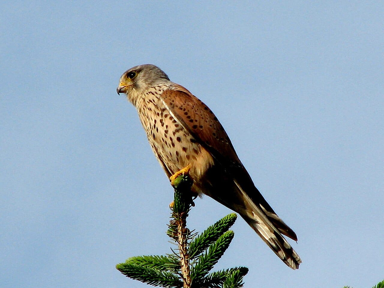 Tornfalk (Falco tinnunculus) — foto