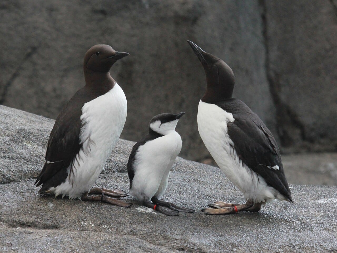 Sillgrissla (Uria aalge) — foto