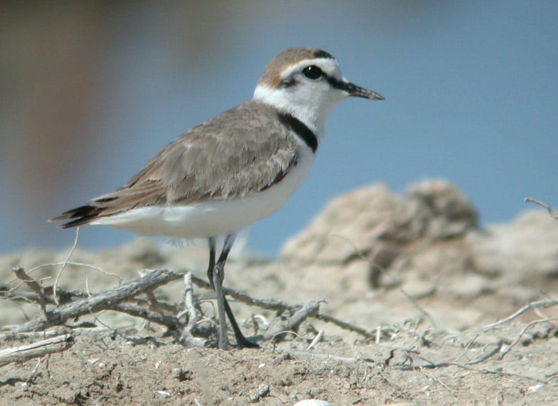 Svartbent strandpipare (Charadrius alexandrinus) — foto