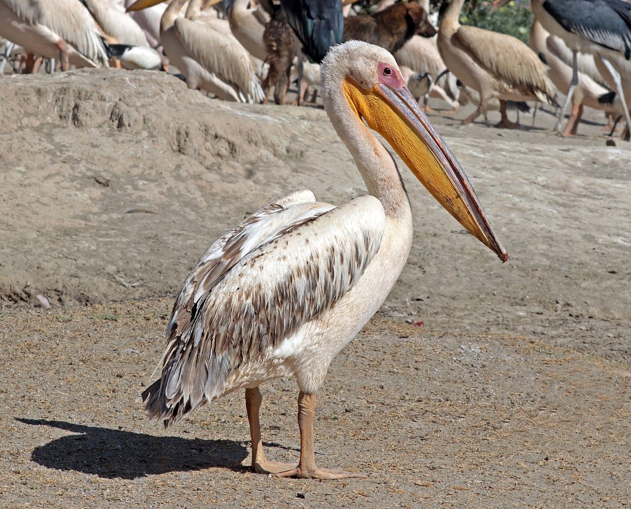 Rosenpelikan (Pelecanus onocrotalus) — foto