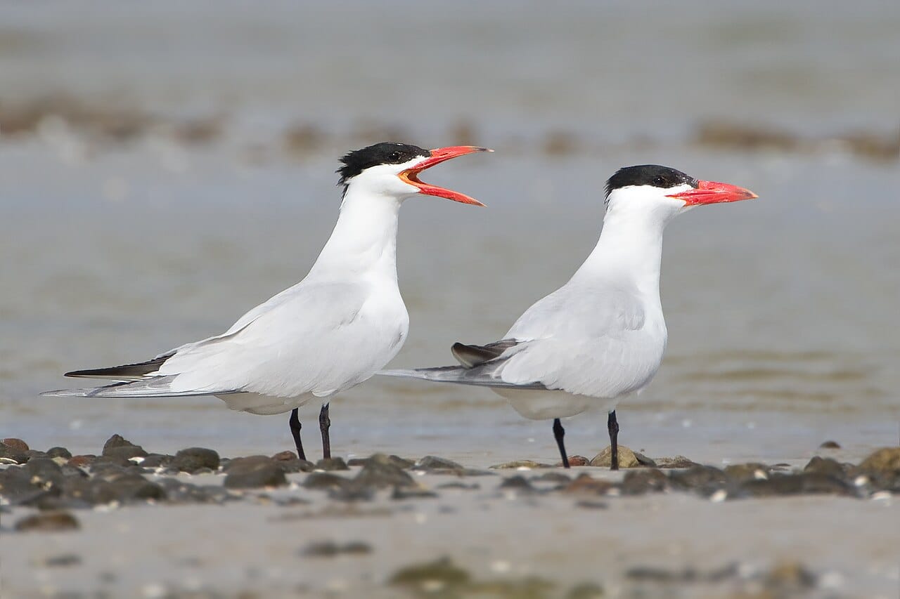 Skräntärna (Hydroprogne caspia) — foto