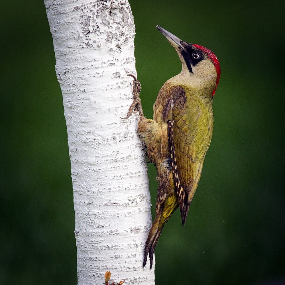 Gröngöling (Picus viridis) — foto