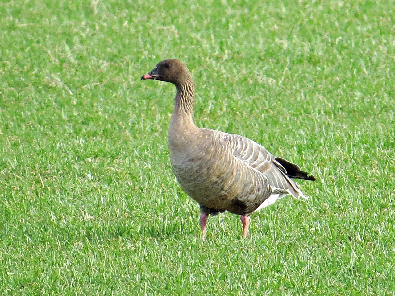 Spetsbergsgås (Anser brachyrhynchus) — foto