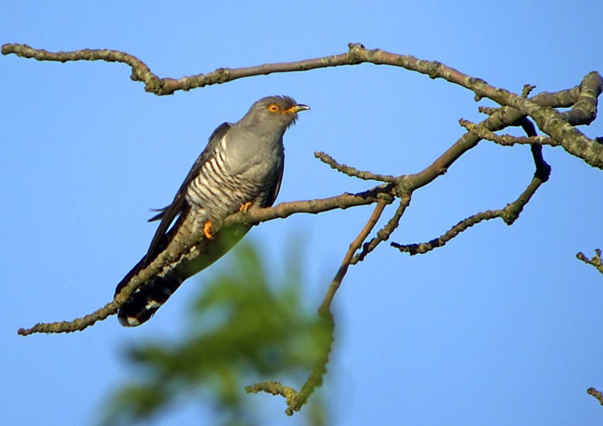 Gök (Cuculus canorus) — foto