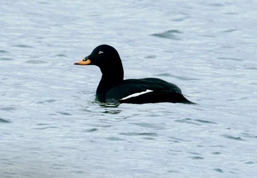 Svärta (Melanitta fusca) — foto