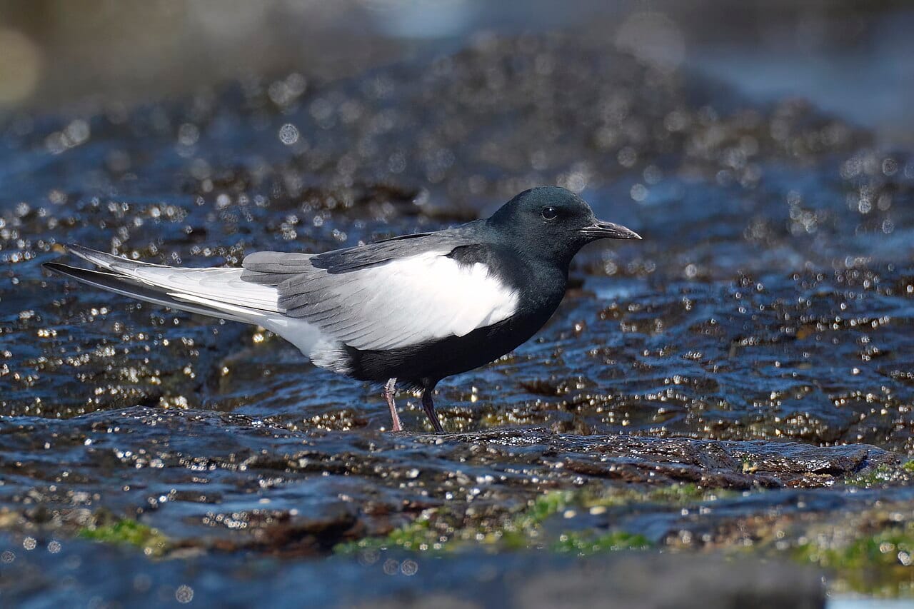 Vitvingad tärna (Chlidonias leucopterus) — foto