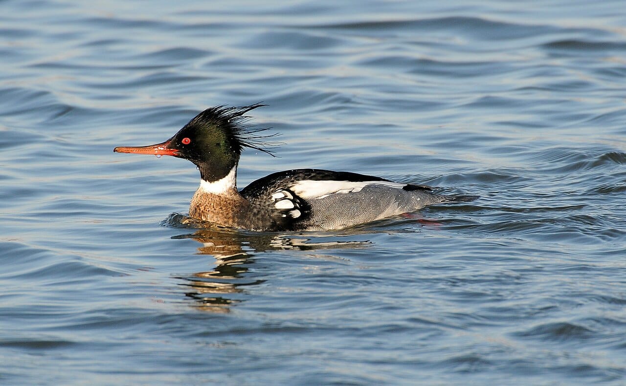Småskrake (Mergus serrator) — foto