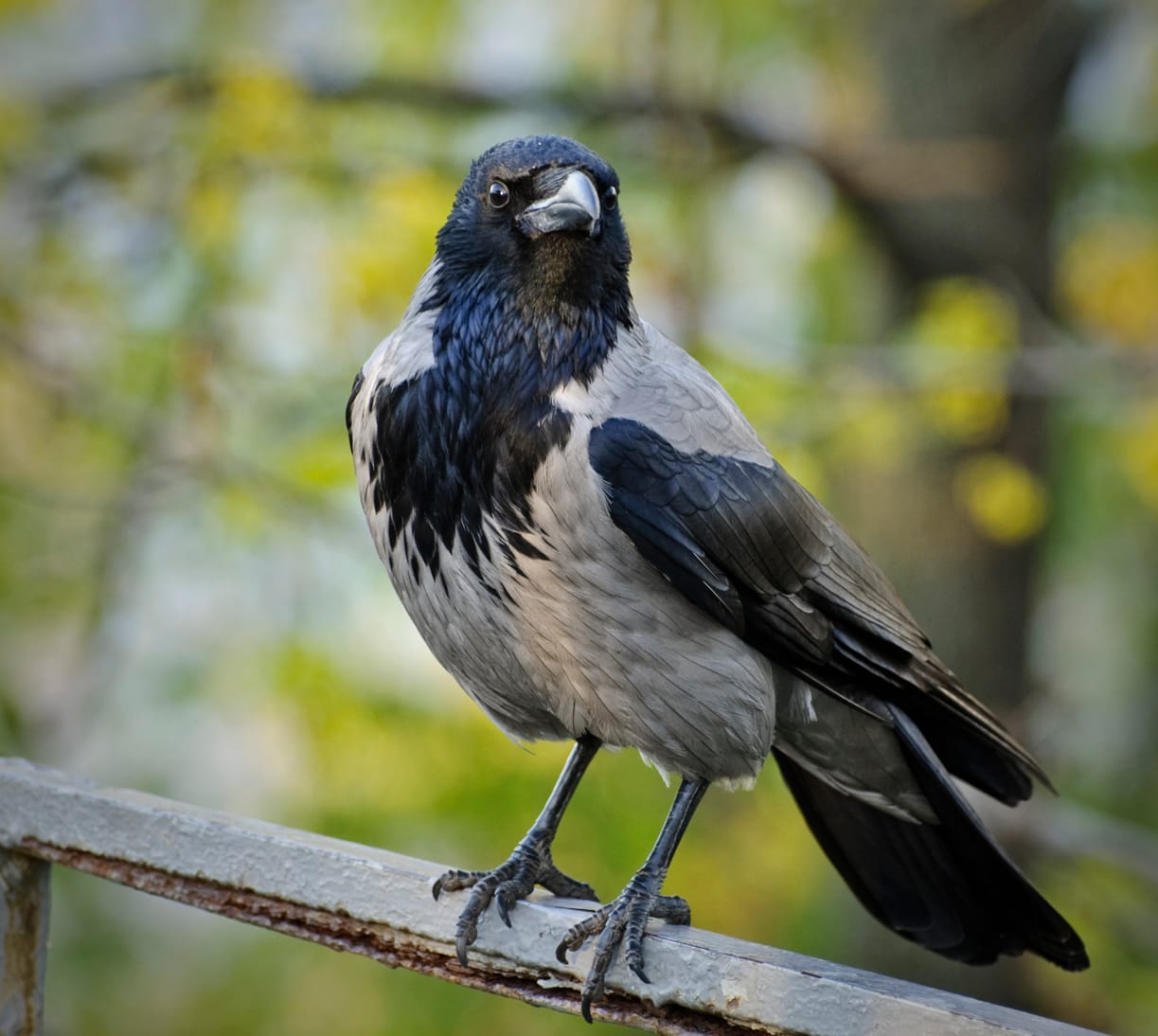 Kråka (Corvus cornix) — foto
