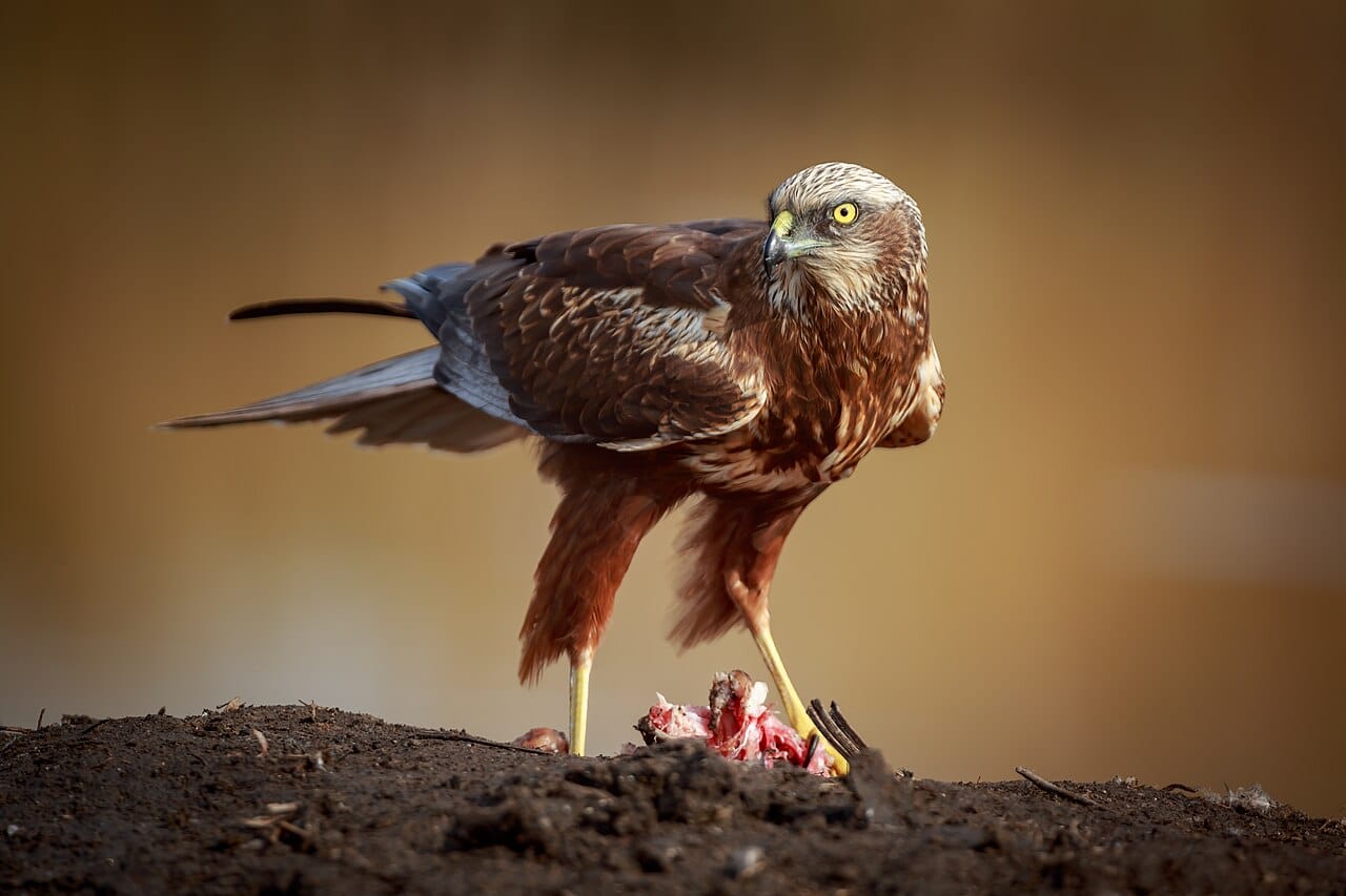 Brun kärrhök (Circus aeruginosus) — foto