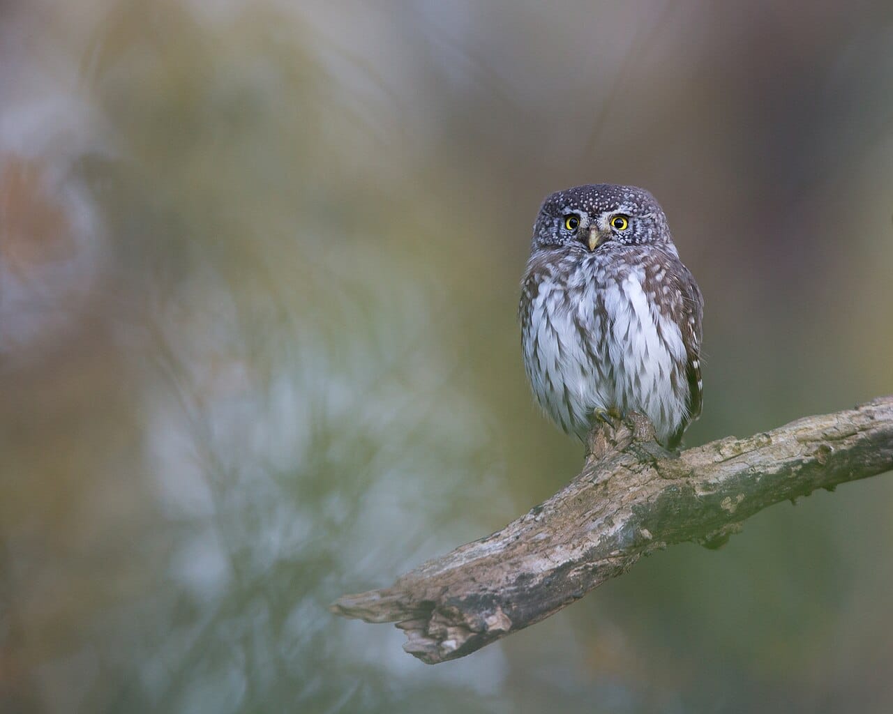 Sparvuggla (Glaucidium passerinum) — foto