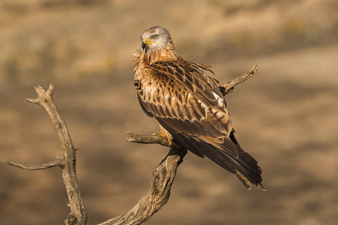 Röd glada (Milvus milvus) — foto