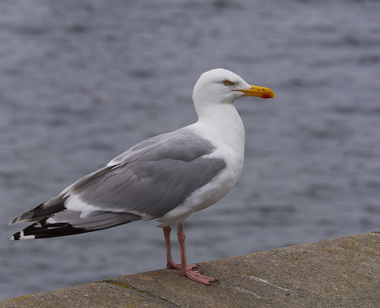 Gråtrut (Larus argentatus) — foto