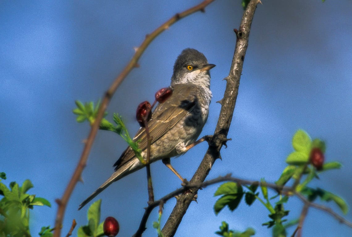 Höksångare (Curruca nisoria) — foto