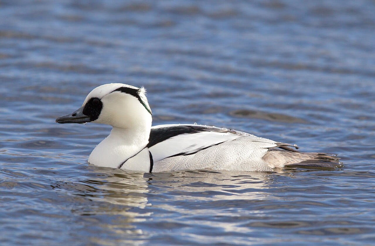 Salskrake (Mergellus albellus) — foto