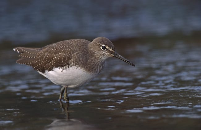 Skogssnäppa (Tringa ochropus) — foto