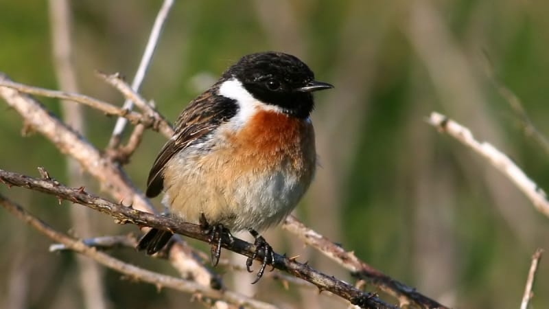 Svarthakad buskskvätta (Saxicola rubicola) — foto