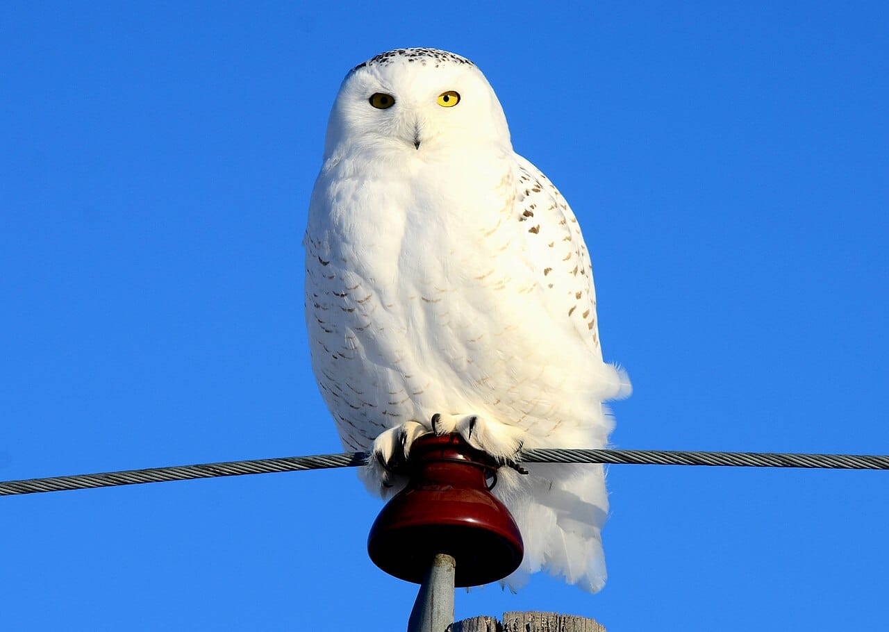Fjälluggla (Bubo scandiacus) — foto