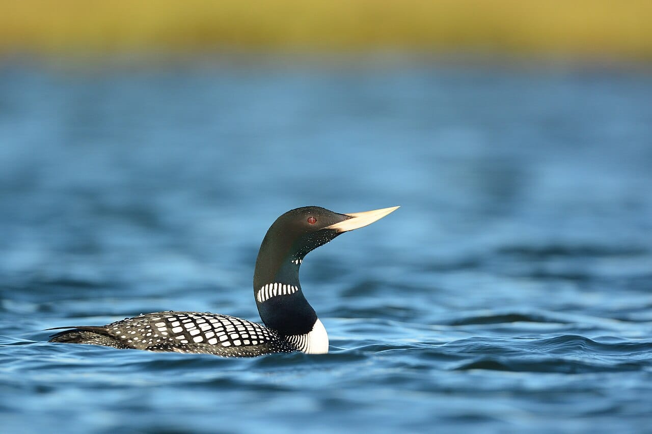Vitnäbbad islom (Gavia adamsii) — foto